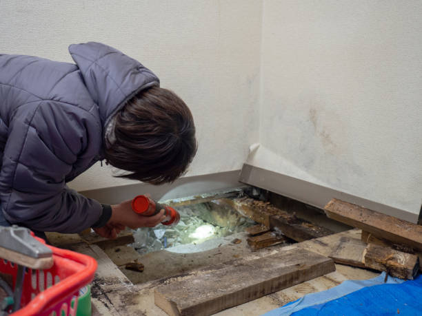 Best Mold Removal for HVAC Installations  in Carbondale, CO