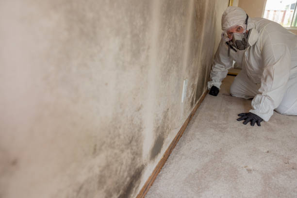 Best Dehumidification Services  in Carbondale, CO